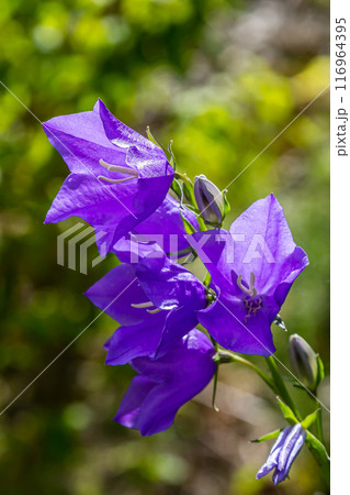 Photo of Campanula latifolia flower, broad-leaved bellflower, urple, botany forest meadow, spring flowering plant forest, nature macro photo Photo of Campanula latifolia flower, broad-leaved bellflower, urple, botany forest meadow, spring flowering plant forest, nature macro photo 116964395