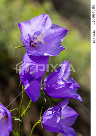 Photo of Campanula latifolia flower, broad-leaved bellflower, urple, botany forest meadow, spring flowering plant forest, nature macro photo 116964399