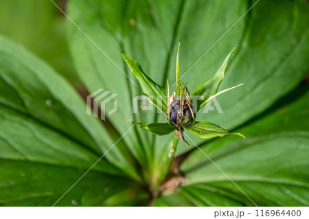 Very poisonous plant Raven's eye four-leaf Paris quadrifolia also known, berry or True Lovers Knot growing in the wild in a forest 116964400
