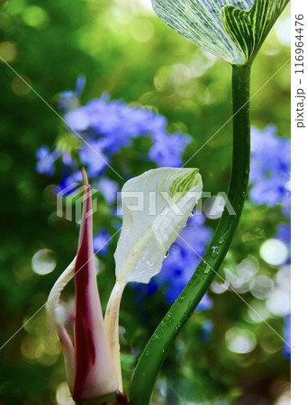 　降り続く雨と元気なフィロデンドロン。 116964476