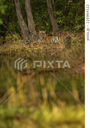 indian wild female bengal tiger or panthera tigris sitting deep in woods natural green background in scenic forest winter season safari at bandhavgarh national park tiger reserve madhya pradesh india indian wild female bengal tiger or panthera tigris sitting deep in woods natural green background in scenic forest winter season safari at bandhavgarh national park tiger reserve madhya pradesh india 116964522