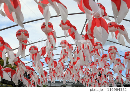 金魚提灯　柳井市の伝統工芸品　柳井市の町並み 116964582