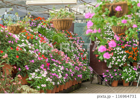 ニューギニア・インパチェンスの花「くじゅう花公園」大分県竹田市 ニューギニア・インパチェンスの花「くじゅう花公園」大分県竹田市 116964731