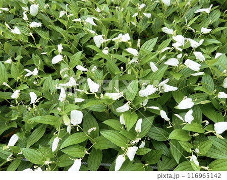 ハンゲショウの群生 116965142