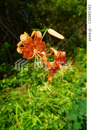 鬼百合 鬼百合 116965162