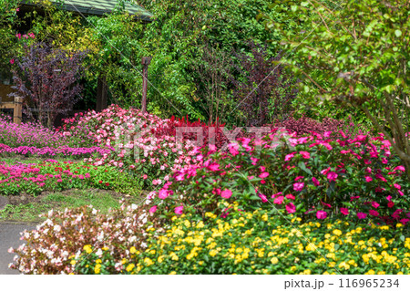 遊歩道の花畑風景　ニューギニア・インパチェンスの花「くじゅう花公園」大分県竹田市 116965234