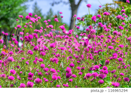 遊歩道に咲き乱れる美しいセンニチコウ(千日紅)の花「くじゅう花公園」大分県竹田市 116965294
