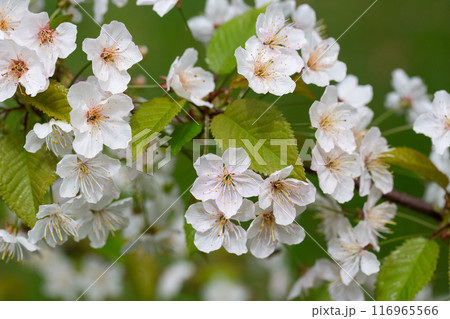 Prunus cerasus flowering tree flower, beautiful white petals tart dwarf cherry flowers in bloom. Garden fruit tree with blossom flowers 116965566
