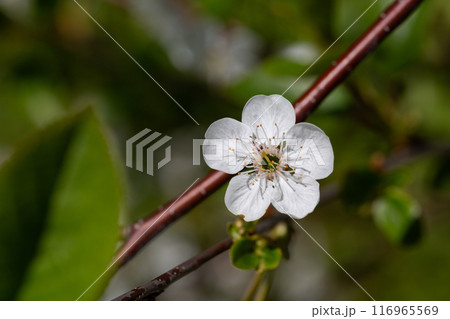 Prunus cerasus flowering tree flower, beautiful white petals tart dwarf cherry flowers in bloom. Garden fruit tree with blossom flowers Prunus cerasus flowering tree flower, beautiful white petals tart dwarf cherry flowers in bloom. Garden fruit tree with blossom flowers 116965569