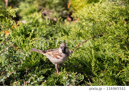 A male house sparrow sits on the branches of a cypress tree on a sunny day 116965581