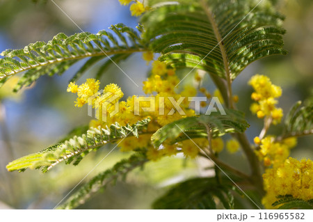 yellow splendid mimosa on tree close-up, selective focus. spring background of white acacia flowers yellow splendid mimosa on tree close-up, selective focus. spring background of white acacia flowers 116965582