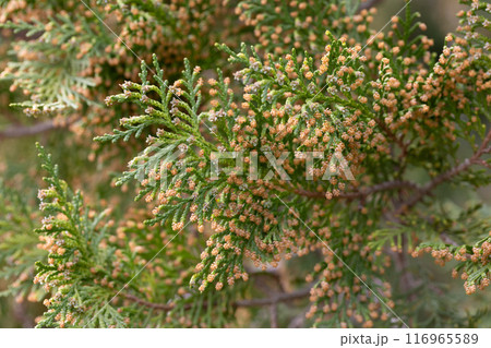 leaves and seed pods of Platycladus orientalis leaves and seed pods of Platycladus orientalis 116965589