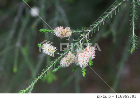 native yellow flowers on a Melaleucas plant in the bush in garden native yellow flowers on a Melaleucas plant in the bush in garden 116965593
