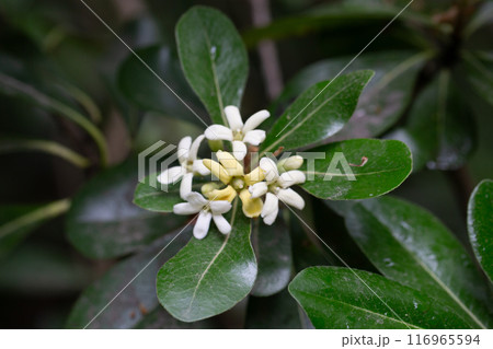 the flowering plant Pittosporum tobira, the Japanese pittosporum or Australian laurel, family Pittosporaceae. Small white-yellow flowers on a branch in spring. 116965594