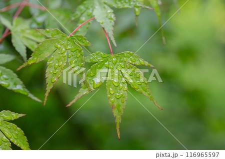 Seiryu Japanese Maple - Latin name - Acer palmatum Seiryu, natural green leafy background copispace Seiryu Japanese Maple - Latin name - Acer palmatum Seiryu, natural green leafy background copispace 116965597