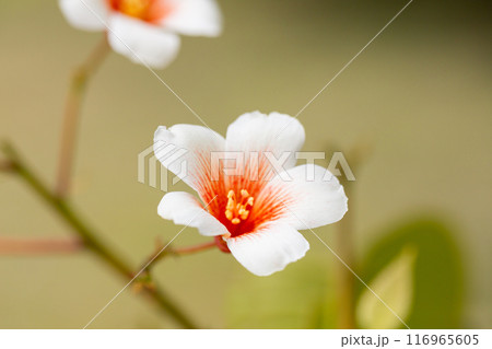 Close-up white Tung tree flower blooms. Aleurites Fordii Airy Shaw or Vernicia fordii, usually known as the tung or tung oil tree in spring. Delightful white-orange inflorescences on a blurred 116965605