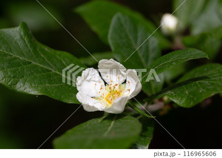 flowers and leaves of the Japanese loquat tree, eriobotrya japonica 116965606