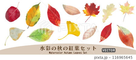 水彩で描いたカラフルな秋の紅葉セット、ベクターイラスト素材、白バック、背景なし、独立した素材 水彩で描いたカラフルな秋の紅葉セット、ベクターイラスト素材、白バック、背景なし、独立した素材 116965645