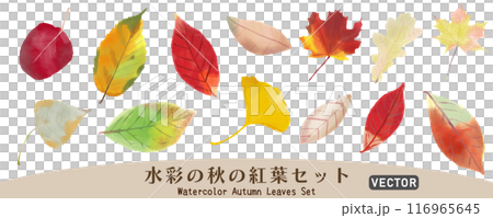 Set of colorful autumn leaves painted in watercolor, vector illustration material, white background, no background, isolated material Set of colorful autumn leaves painted in watercolor, vector illustration material, white background, no background, isolated material 116965645