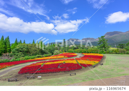 くじゅう連山を背景に美しい秋の花風景　セロシア・ケイトウの花　風景「くじゅう花公園」大分県竹田市 116965674
