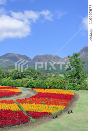 くじゅう連山を背景に美しい秋の花風景　セロシア・ケイトウの花　風景「くじゅう花公園」大分県竹田市 116965677