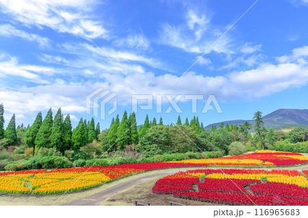 くじゅう連山を背景に美しい秋の花風景　セロシア・ケイトウの花　風景「くじゅう花公園」大分県竹田市 116965683