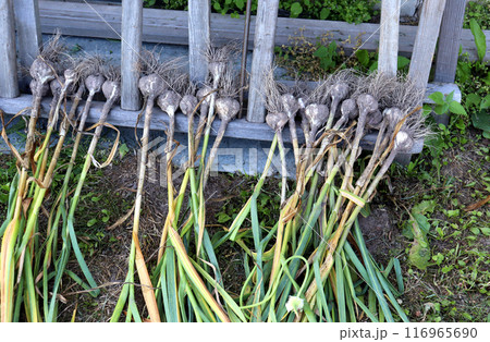 Mature garlic plants with tops lie in the garden, ready for tying and storing Mature garlic plants with tops lie in the garden, ready for tying and storing 116965690