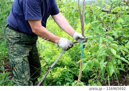 Retired farmer in gloves supports and ties up a young cherry tree in the garden Retired farmer in gloves supports and ties up a young cherry tree in the garden 116965692