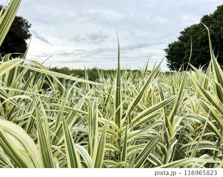 大空とダンチク 大空とダンチク 116965823
