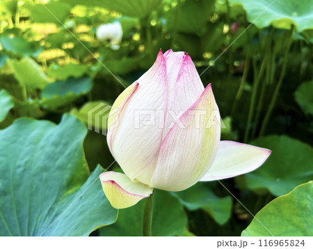 薄ピンク色の蓮の花 116965824