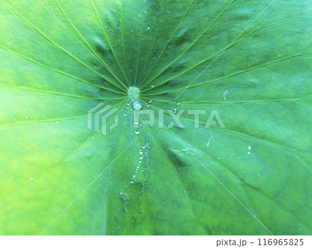 蓮の葉のアップ 蓮の葉のアップ 116965825