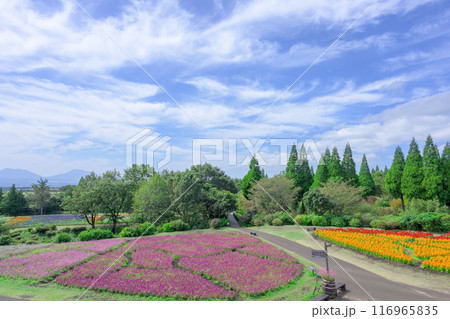 秋晴れを背景に美しいセンニチコウ(千日紅)の花「くじゅう花公園」大分県竹田市 秋晴れを背景に美しいセンニチコウ(千日紅)の花「くじゅう花公園」大分県竹田市 116965835