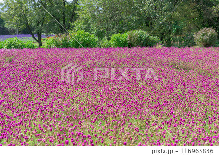 秋晴れ光芒を浴びている美しいセンニチコウ(千日紅)の花「くじゅう花公園」大分県竹田市 秋晴れ光芒を浴びている美しいセンニチコウ(千日紅)の花「くじゅう花公園」大分県竹田市 116965836