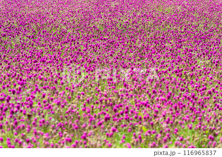 秋晴れ光芒を浴びている美しいセンニチコウ(千日紅)の花「くじゅう花公園」大分県竹田市 116965837