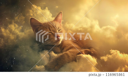 雲の上で目を閉じるネコ 116965861