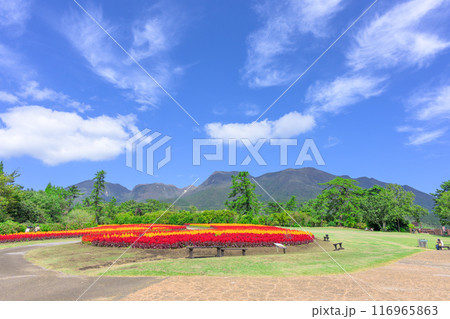 くじゅう連山を背景に美しい秋の花風景　セロシア・ケイトウの花　風景「くじゅう花公園」大分県竹田市 116965863