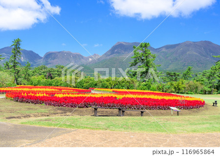 くじゅう連山を背景に美しい秋の花風景 セロシア・ケイトウの花 風景「くじゅう花公園」大分県竹田市 くじゅう連山を背景に美しい秋の花風景 セロシア・ケイトウの花 風景「くじゅう花公園」大分県竹田市 116965864