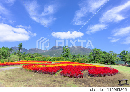 くじゅう連山を背景に美しい秋の花風景　セロシア・ケイトウの花　風景「くじゅう花公園」大分県竹田市 116965866