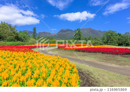 くじゅう連山を背景に美しい秋の花風景 セロシア・ケイトウの花 風景「くじゅう花公園」大分県竹田市 くじゅう連山を背景に美しい秋の花風景 セロシア・ケイトウの花 風景「くじゅう花公園」大分県竹田市 116965869