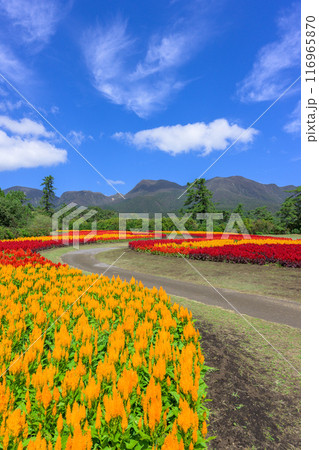 くじゅう連山を背景に美しい秋の花風景　セロシア・ケイトウの花　風景「くじゅう花公園」大分県竹田市 116965870