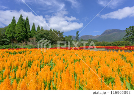 くじゅう連山を背景に美しい秋の花風景　セロシア・ケイトウの花　風景「くじゅう花公園」大分県竹田市 116965892