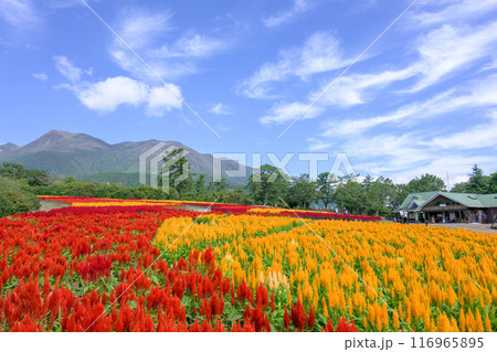 くじゅう連山を背景に美しい秋の花風景　セロシア・ケイトウの花　風景「くじゅう花公園」大分県竹田市 116965895