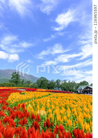 くじゅう連山を背景に美しい秋の花風景　セロシア・ケイトウの花　風景「くじゅう花公園」大分県竹田市 116965897