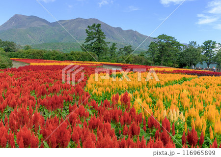 くじゅう連山を背景に美しい秋の花風景　セロシア・ケイトウの花　風景「くじゅう花公園」大分県竹田市 116965899