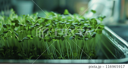 Microgreens in plastic trays. Young leaves. Microgreens germination. Ecologically clean product. Microgreens in plastic trays. Young leaves. Microgreens germination. Ecologically clean product. 116965917