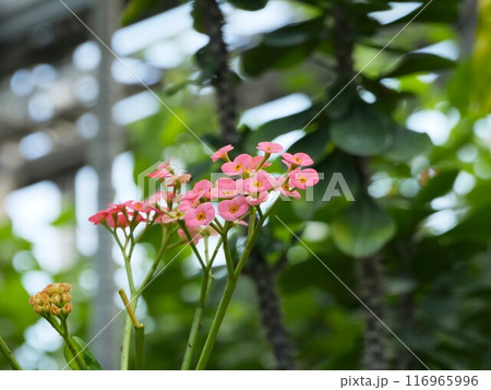 温室で咲いているハナキリン 116965996