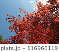 真っ赤な紅葉と青空 116966119