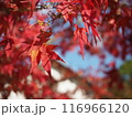真っ赤な紅葉 116966120