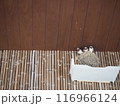 かわいいツバメの巣 116966124