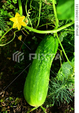 夏野菜 美味しい地キュウリ 116966181